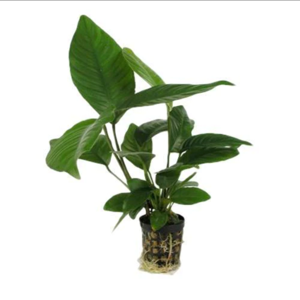 (PT-006)Anubias Heterophylla - Pot