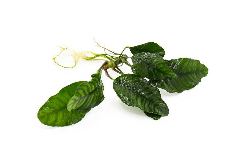(PT-005)Anubias Coffeefolia - Pot